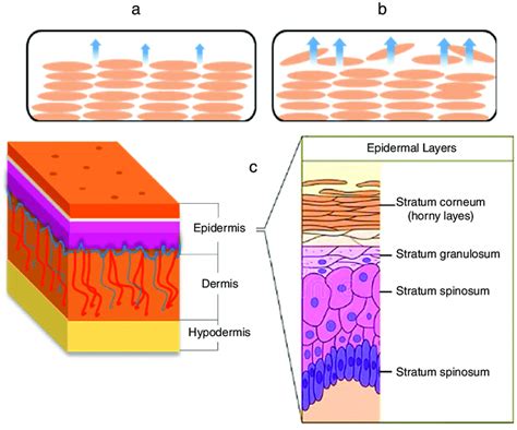 measurement of stratum corneum thickness|how thick are corneocytes.